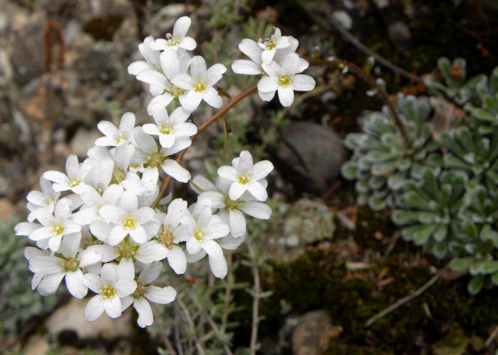Saxifraga cochlearis ?